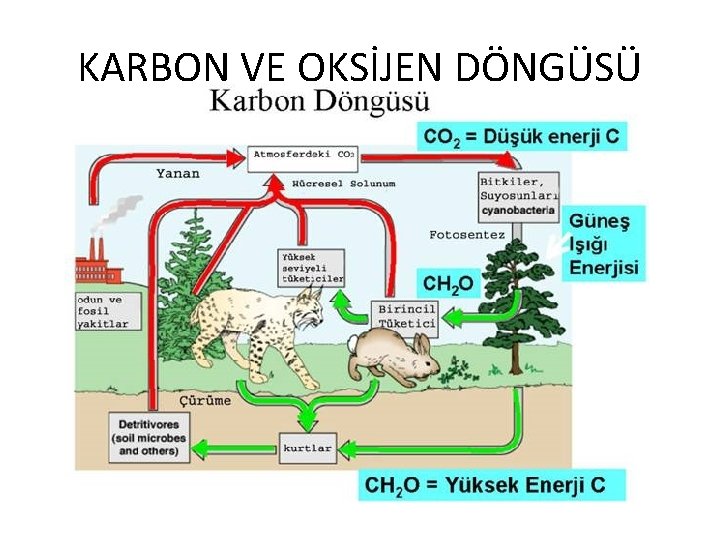 KARBON VE OKSİJEN DÖNGÜSÜ 