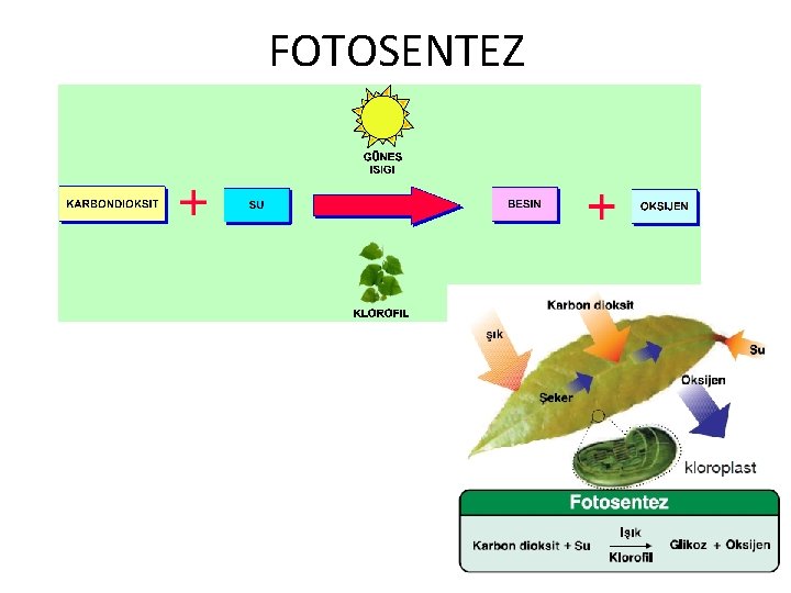 FOTOSENTEZ 