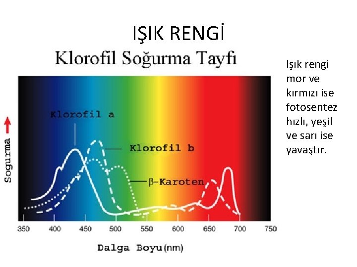 IŞIK RENGİ Işık rengi mor ve kırmızı ise fotosentez hızlı, yeşil ve sarı ise