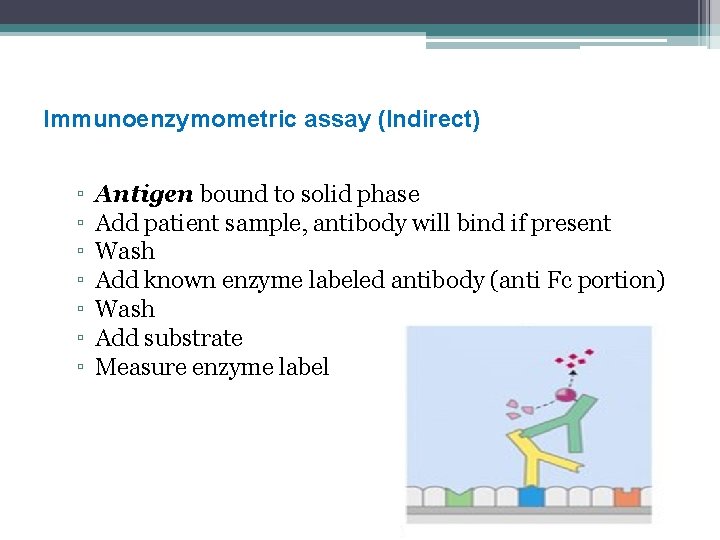 Immunoenzymometric assay (Indirect) ▫ ▫ ▫ ▫ Antigen bound to solid phase Add patient