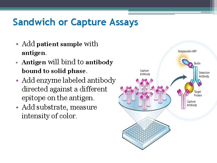 Sandwich or Capture Assays • Add patient sample with antigen. • Antigen will bind