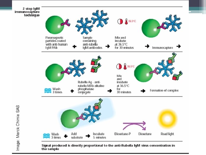 Chemiluminescent Immunoassay 