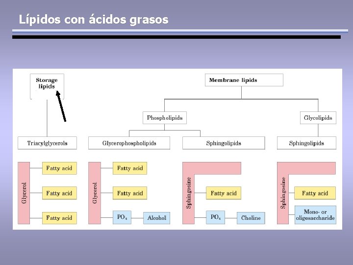 Lípidos con ácidos grasos 