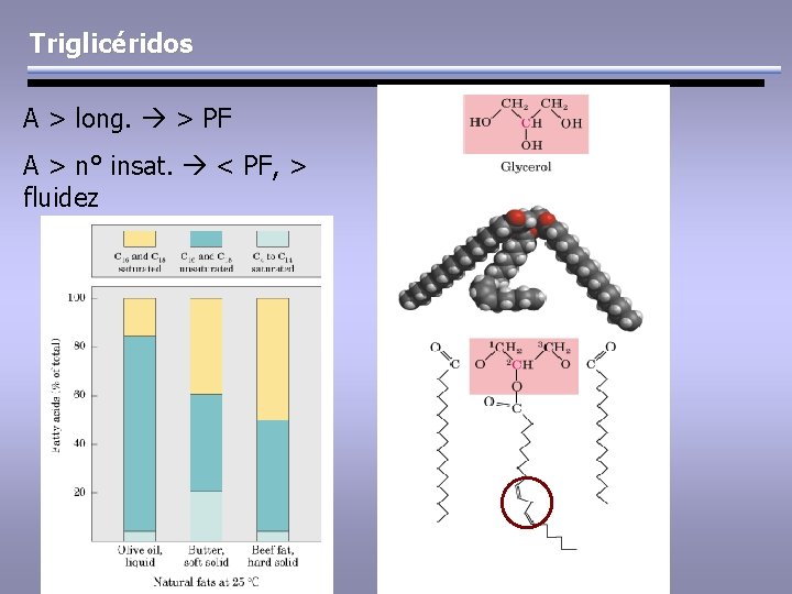 Triglicéridos A > long. > PF A > n° insat. < PF, > fluidez