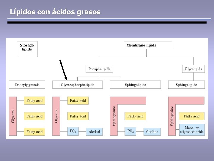 Lípidos con ácidos grasos 