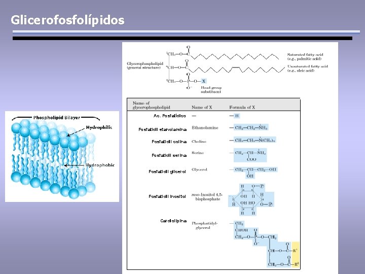 Glicerofosfolípidos Ac. Fosfatídico Fosfatidil etanolamina Fosfatidil colina Fosfatidil serina Fosfatidil glicerol Fosfatidil inositol Cardiolipina