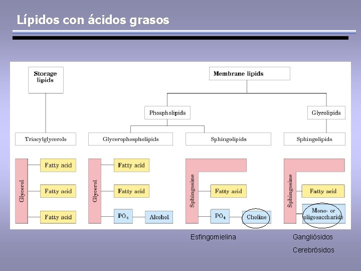 Lípidos con ácidos grasos Esfingomielina Gangliósidos Cerebrósidos 