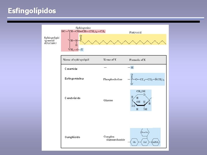 Esfingolípidos Ceramida Esfingomielina Cerebrósido Gangliósido 