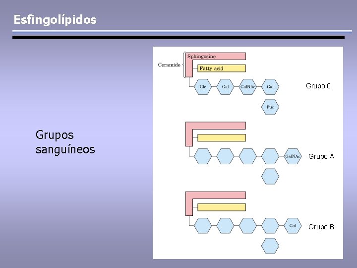 Esfingolípidos Grupo 0 Grupos sanguíneos Grupo A Grupo B 