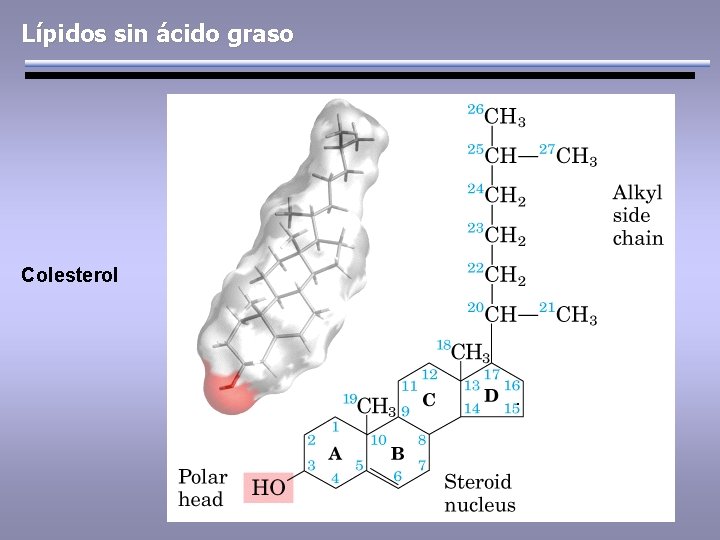 Lípidos sin ácido graso Colesterol . 