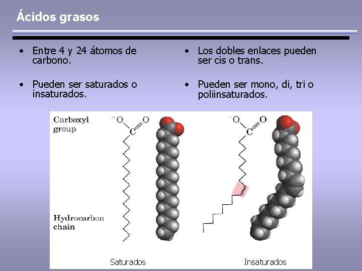 Ácidos grasos • Entre 4 y 24 átomos de carbono. • Los dobles enlaces