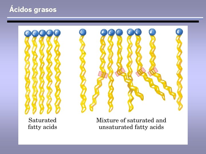 Ácidos grasos 