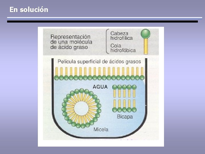 En solución 