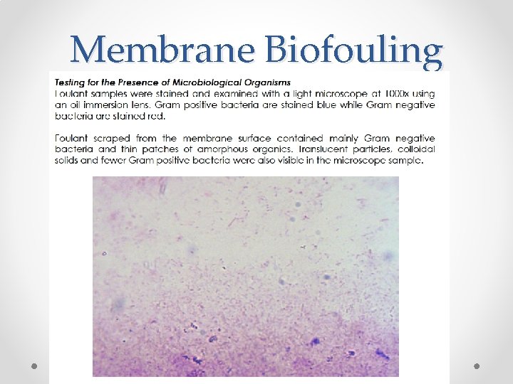 Membrane Biofouling 