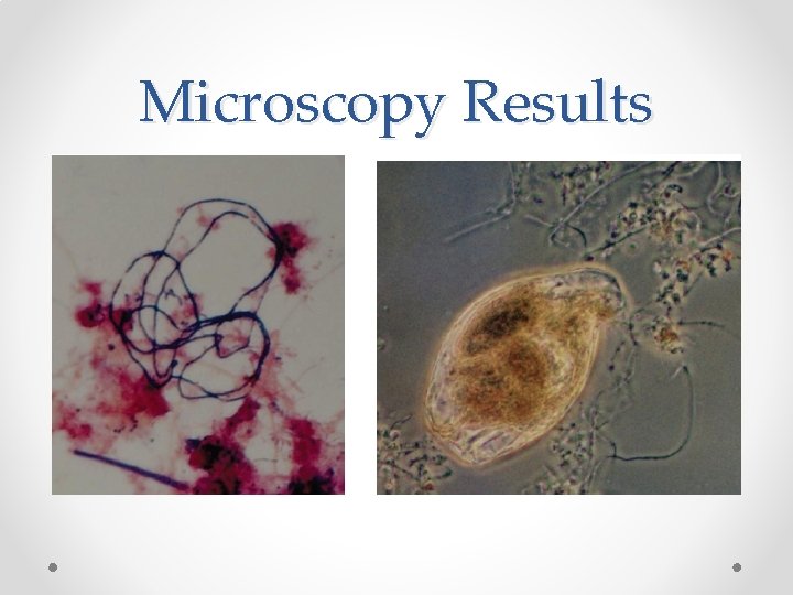 Microscopy Results 