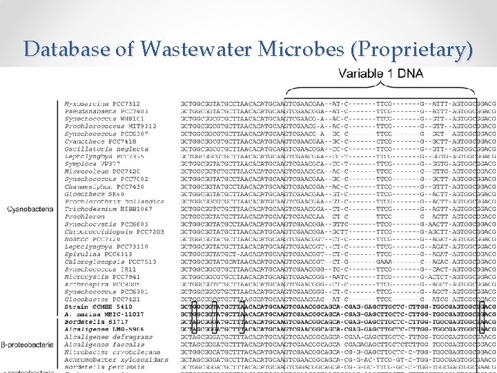 Database of Wastewater Microbes (Proprietary) 