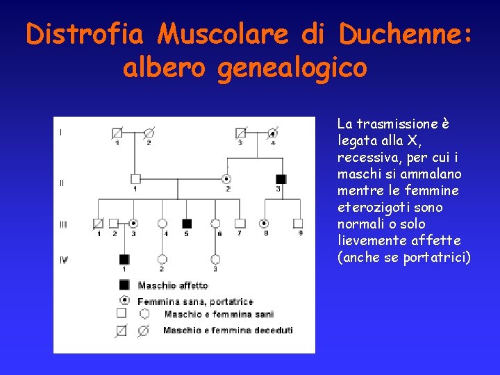Distrofia Muscolare di Duchenne: albero genealogico La trasmissione è legata alla X, recessiva, per