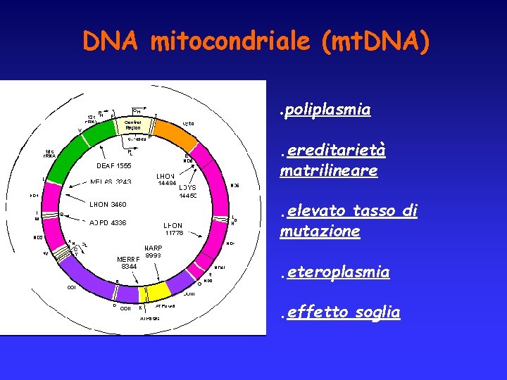 DNA mitocondriale (mt. DNA). poliplasmia. ereditarietà matrilineare. elevato tasso di mutazione. eteroplasmia. effetto soglia