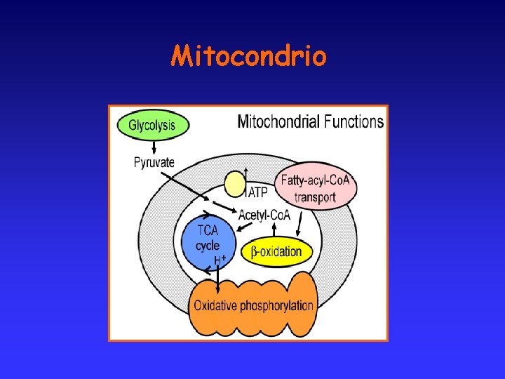 Mitocondrio 