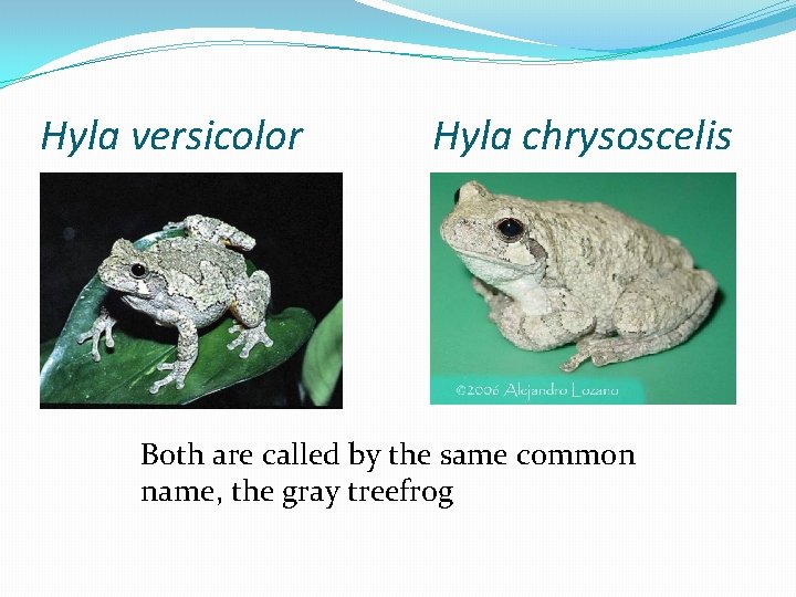 Hyla versicolor Hyla chrysoscelis Both are called by the same common name, the gray