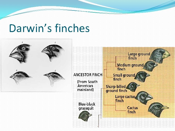 Darwin’s finches 