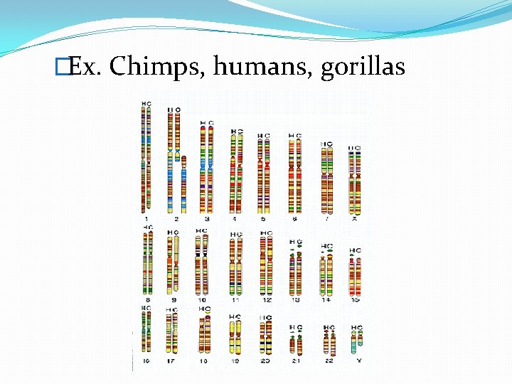 �Ex. Chimps, humans, gorillas 