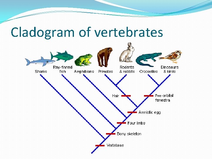 Cladogram of vertebrates 