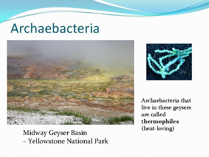 Archaebacteria Midway Geyser Basin – Yellowstone National Park Archaebacteria that live in these geysers
