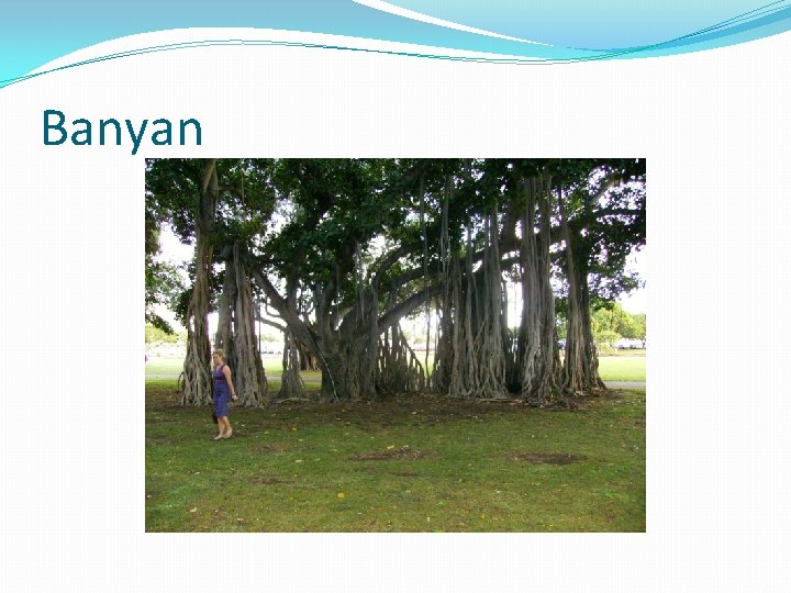 Banyan 
