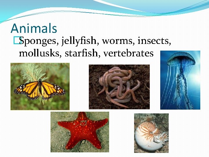 Animals �Sponges, jellyfish, worms, insects, mollusks, starfish, vertebrates 