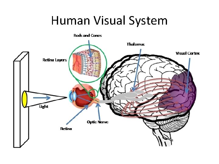 Human Visual System 
