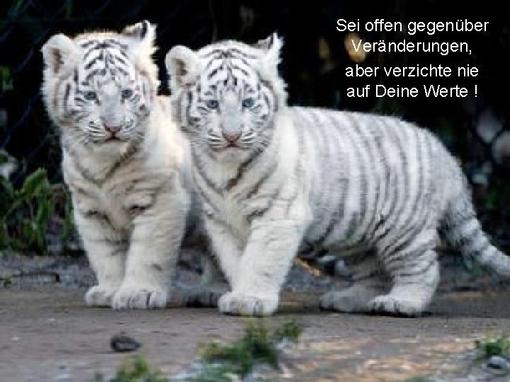 Sei offen gegenüber Veränderungen, aber verzichte nie auf Deine Werte ! 