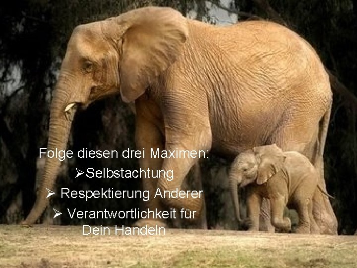 Folge diesen drei Maximen: Selbstachtung Respektierung Anderer Verantwortlichkeit für Dein Handeln 