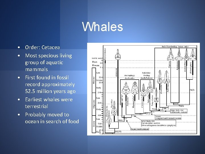 Whales • Order: Cetacea • Most specious living group of aquatic mammals • First