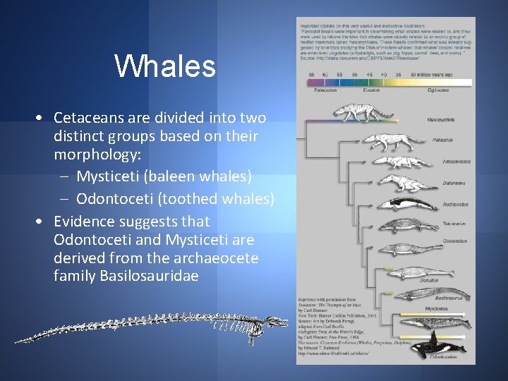 Whales • Cetaceans are divided into two distinct groups based on their morphology: –