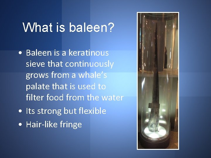 What is baleen? • Baleen is a keratinous sieve that continuously grows from a