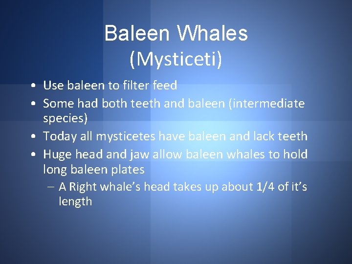 Baleen Whales (Mysticeti) • Use baleen to filter feed • Some had both teeth