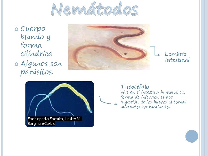 Nemátodos Cuerpo blando y forma cilíndrica Algunos son parásitos. Lombriz Intestinal Tricocéfalo vive en