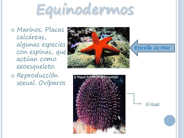 Equinodermos Marinos. Placas calcáreas, algunas especies con espinas, que actúan como exoesqueleto. Reproducción sexual.