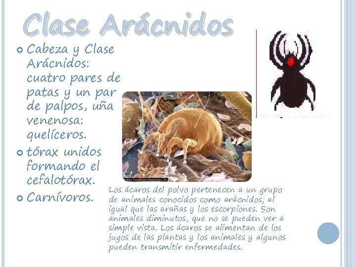 Clase Arácnidos Cabeza y Clase Arácnidos: cuatro pares de patas y un par de