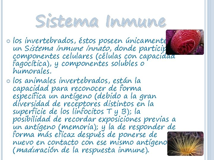 Sistema Inmune los invertebrados, éstos poseen únicamente un Sistema Inmune Innato, donde participan componentes