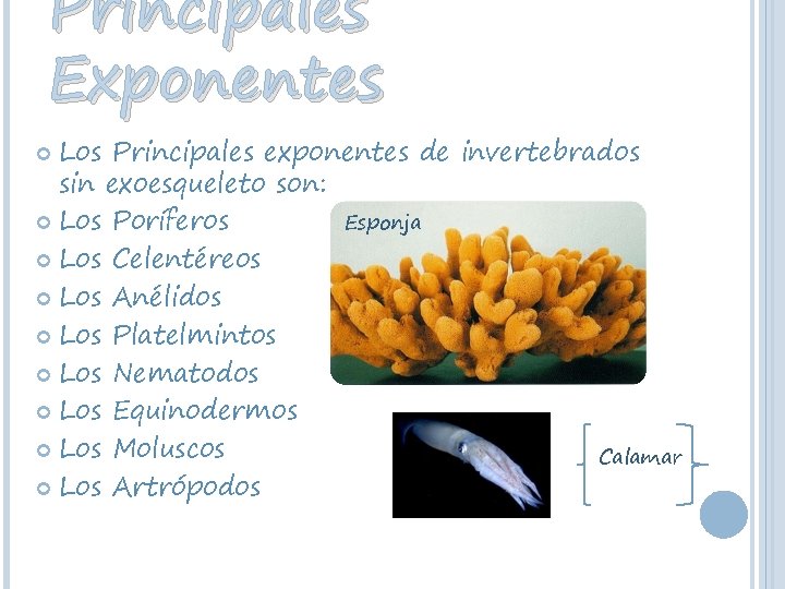 Principales Exponentes Los Principales exponentes de invertebrados sin exoesqueleto son: Esponja Los Poríferos Los