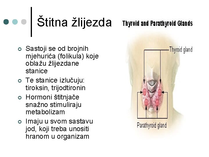 Štitna žlijezda ¢ ¢ Sastoji se od brojnih mjehurića (folikula) koje oblažu žlijezdane stanice