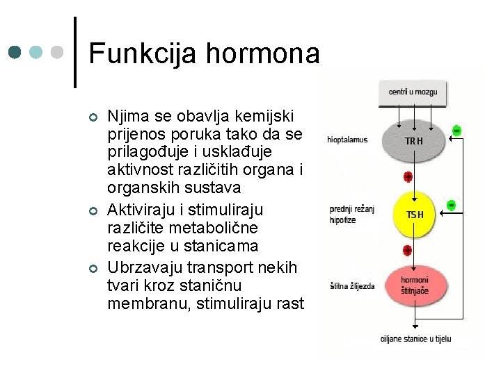 Funkcija hormona ¢ ¢ ¢ Njima se obavlja kemijski prijenos poruka tako da se