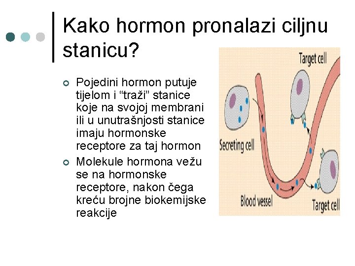 Kako hormon pronalazi ciljnu stanicu? ¢ ¢ Pojedini hormon putuje tijelom i “traži” stanice