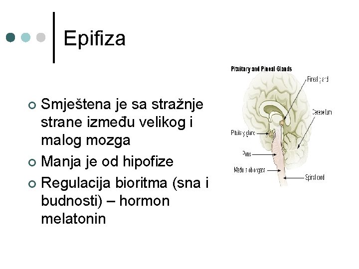 Epifiza Smještena je sa stražnje strane između velikog i malog mozga ¢ Manja je