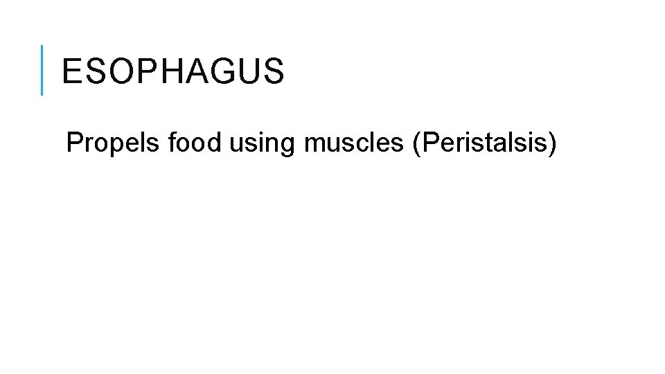 ESOPHAGUS Propels food using muscles (Peristalsis) 
