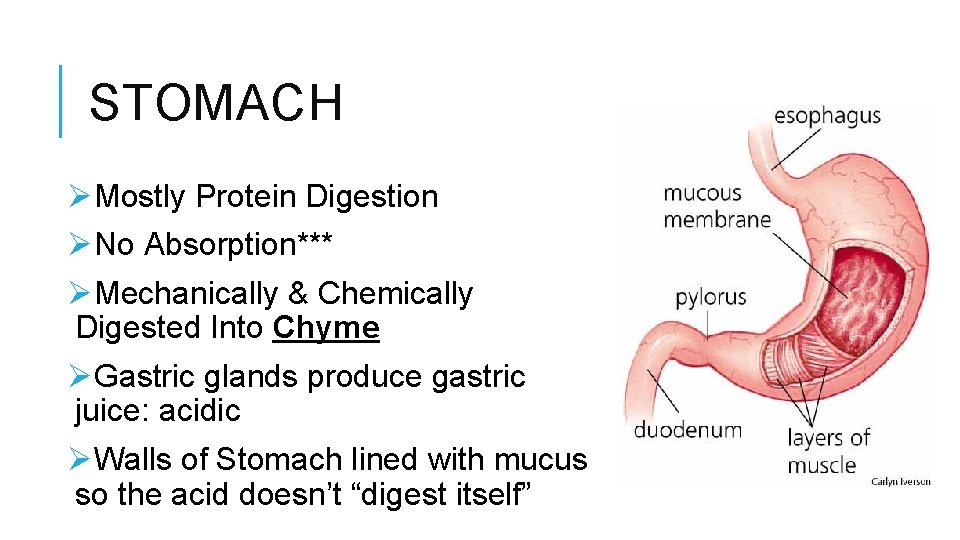 STOMACH ØMostly Protein Digestion ØNo Absorption*** ØMechanically & Chemically Digested Into Chyme ØGastric glands