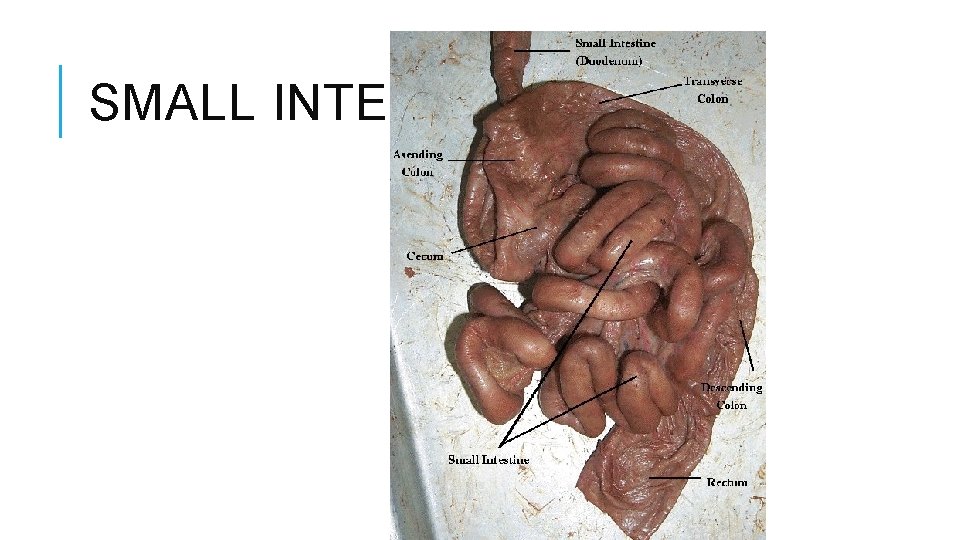 SMALL INTESTINE 