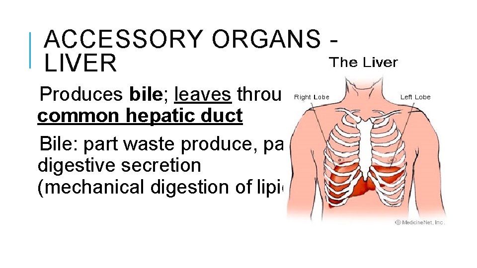 ACCESSORY ORGANS LIVER Produces bile; leaves through common hepatic duct Bile: part waste produce,